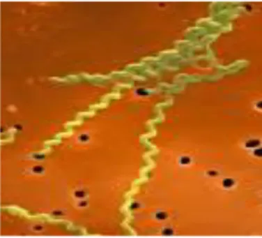 Gambar 2. 1 Bakteri Leptospira Interrogans dilihat dengan  menggunakan    mebran filter
