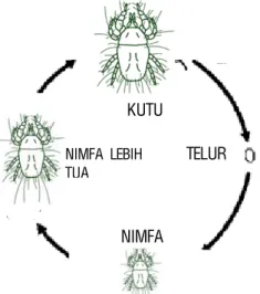 Gambar 4. Siklus hidup tak sempurna  Contoh Serangga Hama 
