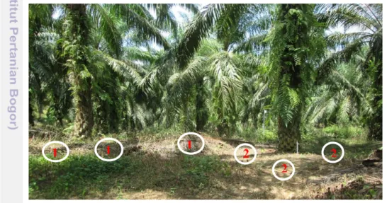 Gambar 2 Titik pengambilan contoh tanah di perkebunan kelapa sawit       1: Gawangan mati; 2: Piringan 