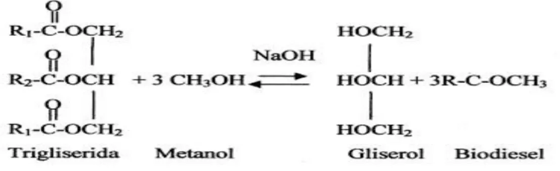 Gambar 2.5 tahapan reaksi transesterifikasi. 