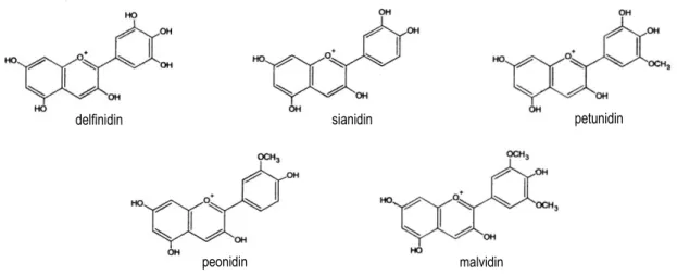 Gambar 2  Struktur antosianidin buah duwet. Struktur antosianidin berdasarkan sitasi dari Brouillard (1982)
