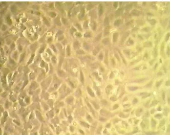 Figure 1. The morphology of a confluent monolayer of endothelial cells. Endothelial cells were growth in complete medium as described in the Research Method