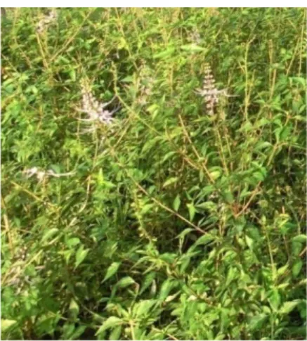 Gambar 1. Tumbuhan kumis kucing (Orthosiphon stamineus Benth.) 