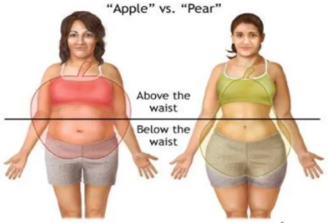 Gambar 2.1 Perbandingan Apple Shape Body dengan Pear Shape Body  (Paramitha, 2013) 