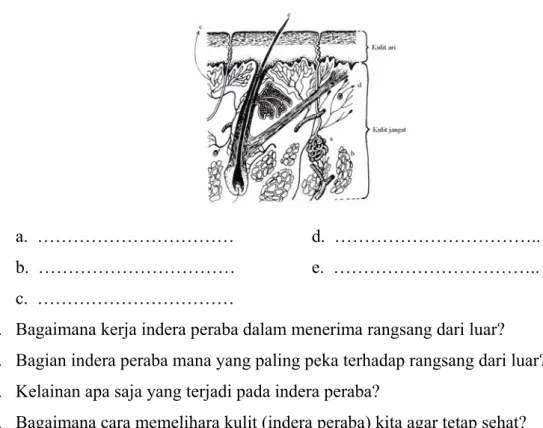 Gambar penampang kulit  Buku sumber 