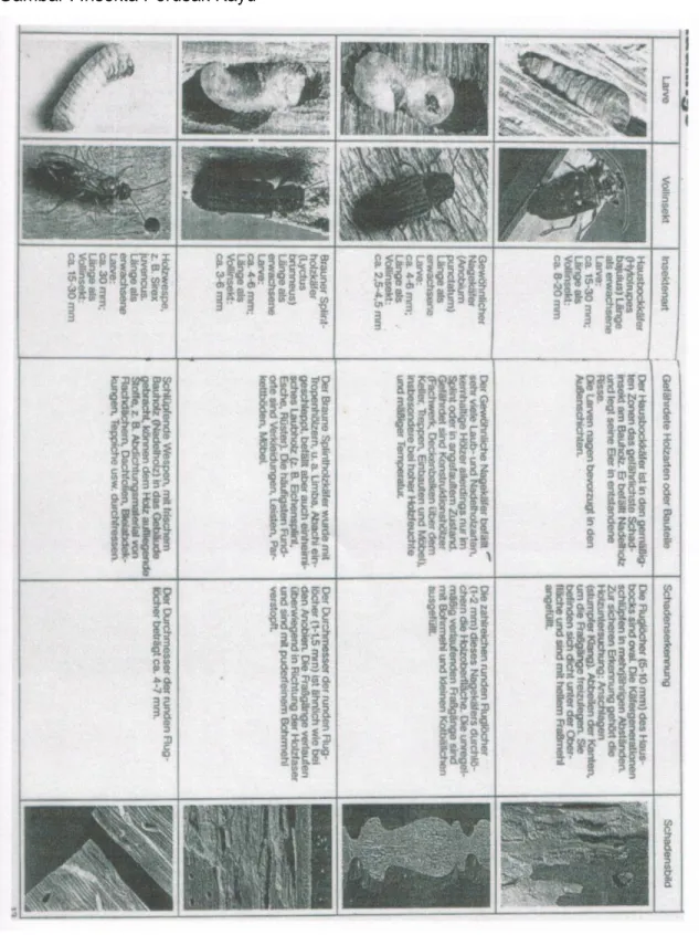 Gambar : Insekta Perusak Kayu 