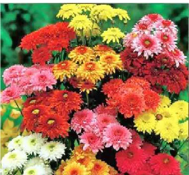 Gambar 17: Bunga Krisan dengan bermacam-macam warna  (www.theflowerexpert.com) 