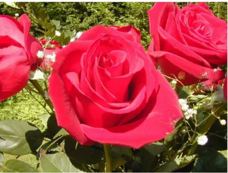 Gambar 19: Bunga Mawar Merah  (packdhe7.blogspot.com) 