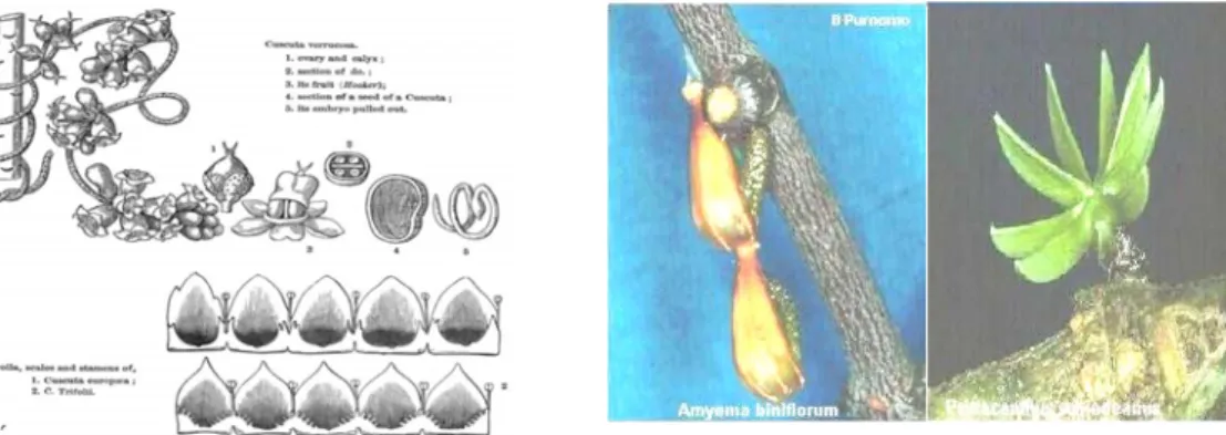 Gambar Cuscuta verrucos (kiri), Amyema biniflorium dan Psittacanthus schiedeanus (kanan)  Contoh tumbuhan parasit yaitu : Cassytha filiformis, Viscum ovalifolium, Viscum  articulatum, Cuscuta campestris, Cuscuta reflexa, Cuscuta timorrensis, Cuscuta  verru
