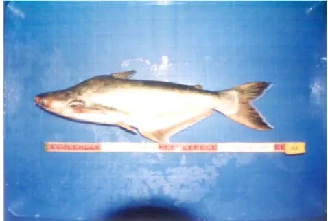 Gambar  4.  Ikan patin (Pangasius  hypophthalmus) yang digunakan sebagai    bahan baku pembuatan jambal roti   