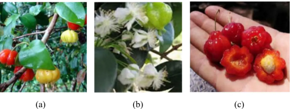Gambar 2.1 Tanaman dewandaru (a) batang dan daun dewandaru ; (b) bunga  dewandaru ; (c) buah dewandaru 