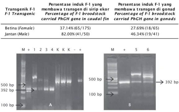 Tabel 1. Persentase induk F-1 yang membawa gen PhGH pada sirip ekor dan gonad Table 1