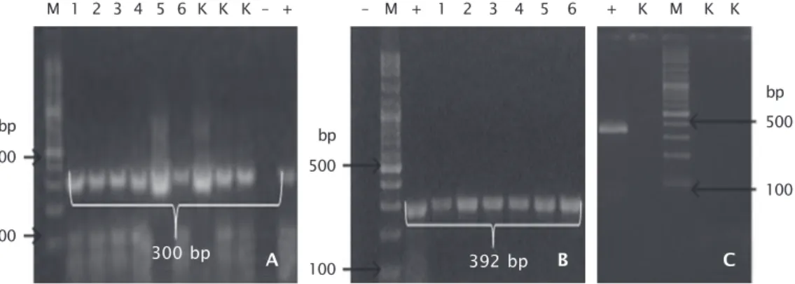 Gambar 3. Ekspresi gen PhGH pada larva ikan lele F-2 dengan menggunakan metode PCR (A