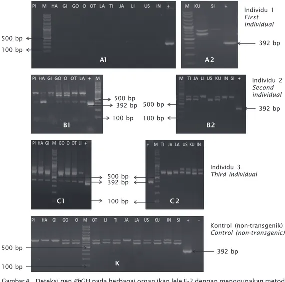 Gambar 4. Deteksi gen PhGH pada berbagai organ ikan lele F-2 dengan menggunakan metode PCR; A1