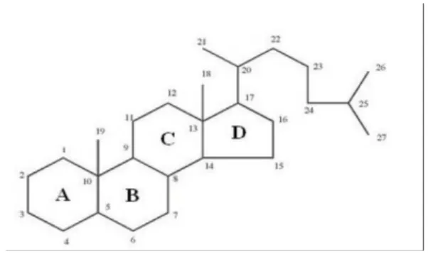 Gambar 2.1. Struktur dasar steroida dan sistem penomorannya  Menurut asalnya senyawa steroid dibagi atas:  