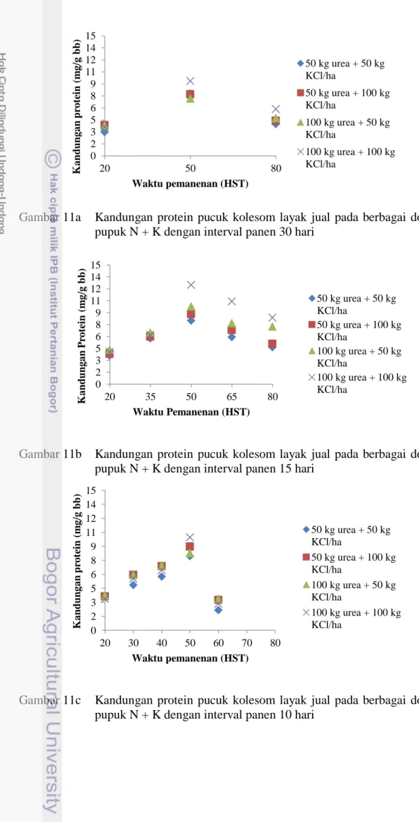Gambar 11a    Kandungan  protein  pucuk  kolesom layak  jual  pada  berbagai  dosis  pupuk N + K dengan interval panen 30 hari 