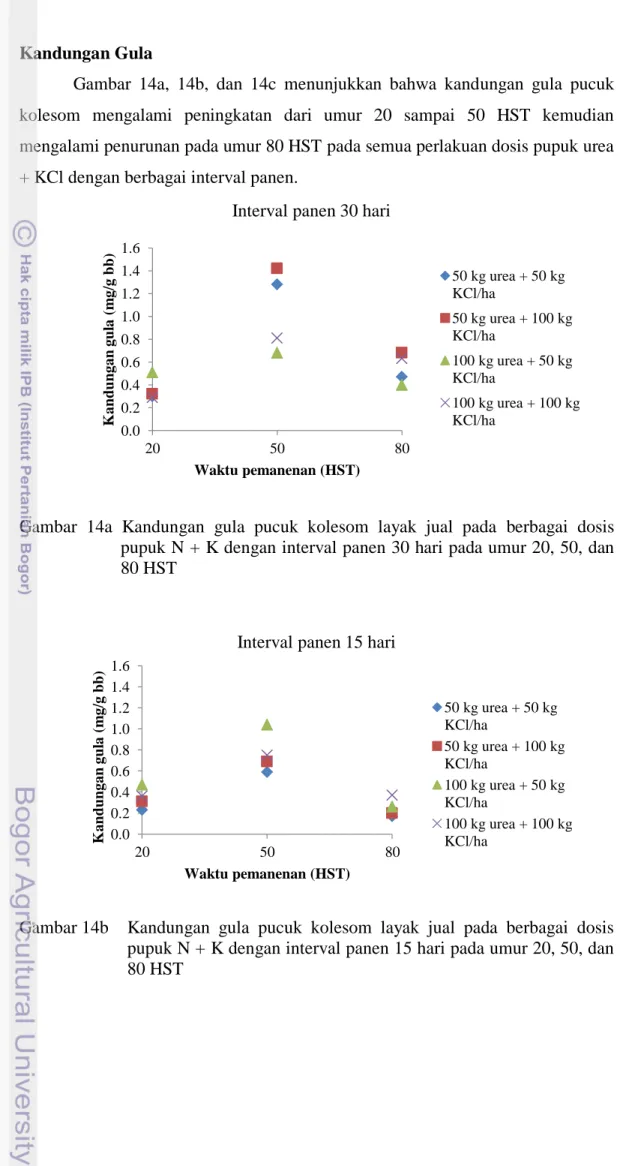 Gambar  14a,  14b,  dan  14c  menunjukkan  bahwa  kandungan  gula  pucuk  kolesom  mengalami  peningkatan  dari  umur  20  sampai  50  HST  kemudian  mengalami penurunan pada umur 80 HST pada semua perlakuan dosis pupuk urea  + KCl dengan berbagai interval