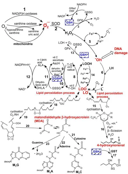 Gambar  2.4  Jalur  Pembentukan  ROS,  Proses  Peroxidasi  Lipid  dan  Peran  Glutathione  (GSH)  dan  Antioksidan  Lain  (Vitamin  E,  C,  asam  lipoat) Dalam Mengatasi Stress Oksidatif 
