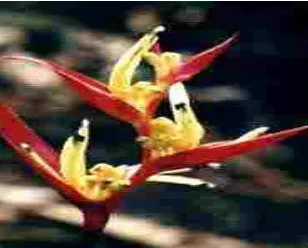 Gambar 1. Heliconia psittacorum L.f. cv. Lady Di 