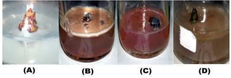 Gambar 9. Gambar Jenis bakteri yang mengkontaminasi eksplan ; (A) Pseudomonas sp., (B) Planococcus citreus, (C) Pseudomonas putida, (D) Kurthia Gibsonii 