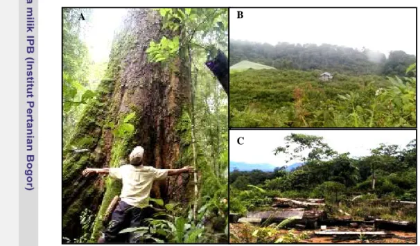 Gambar 12  Tipe hutan di lokasi penelitian: hutan primer (A), hutan bekas ladang (B)   dan hutan bekas tebangan (C)