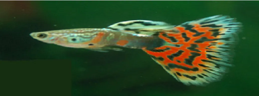 Gambar 1. Ikan guppy (Poecilia reticulata)