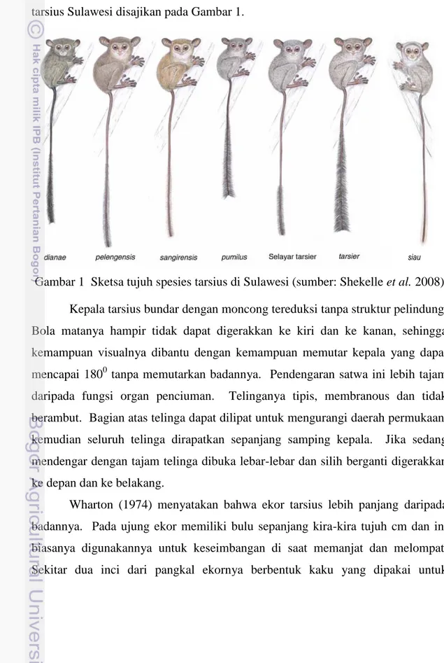 Gambar 1  Sketsa tujuh spesies tarsius di Sulawesi (sumber: Shekelle et al. 2008)  Kepala tarsius bundar dengan moncong tereduksi tanpa struktur pelindung