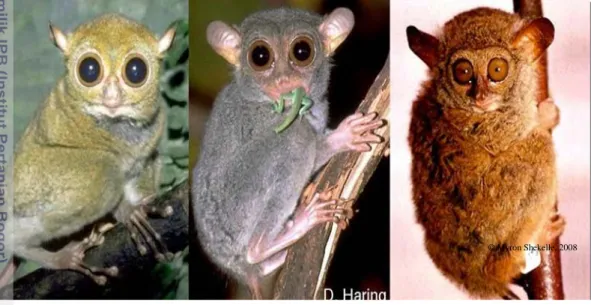Gambar 2 Perbedaan anatomi kelompok Western tarsier, Philippine tarsier dan  Eastern tarsier (sumber: Shekelle 2008) 