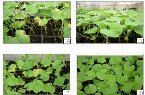 Gambar  4.  Respon  tanaman  terhadap  inokulasi  Fom  pada  kegiatan  evaluasi  ketahanan  tanaman  hasil  seleksi  in-vitro