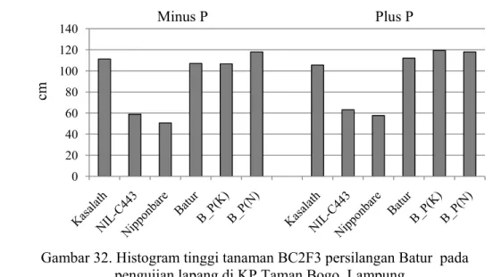 Gambar 32. Histogram tinggi tanaman BC2F3 persilangan Batur  pada   pengujian lapang di KP Taman Bogo, Lampung