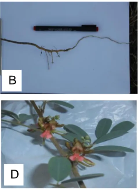 Gambar  2.  Karakter  morfologi  tanaman  taum.  A;  Perdu  tegak,bercabang  banyak.  B; 