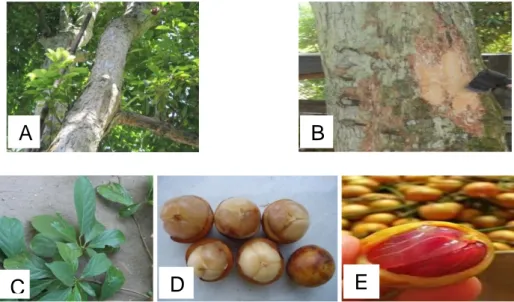Gambar 4. Karakter morfologi tanaman kepundung. A; Pohon kepundung berumur  60 th. B; Kelopak batang (babakan) yang dimanfaatkan sebagai pewarna