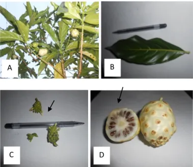 Gambar  5.  Karakter  morfologi  mengkudu.  A)  Tanaman  mengkudu  habitus  pohon  (sampel  berumur ± 2 tahun)