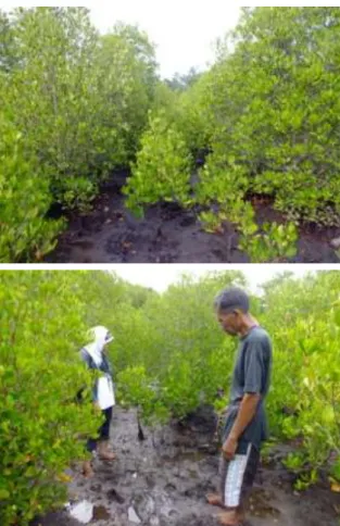 Gambar 4. Lokasi bekas tambak yang telah dipenuhi  vegetasi mangrove  