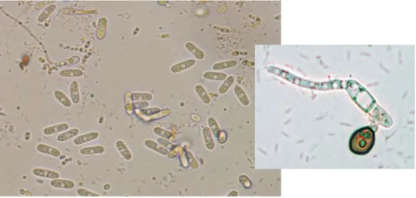 Gambar 8. Gejala nekrosis yang diakibatkan oleh hama dan fungi sp.