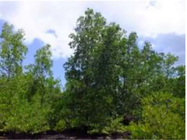 Gambar 2. Kondisi hutan mangrove tiwoho  