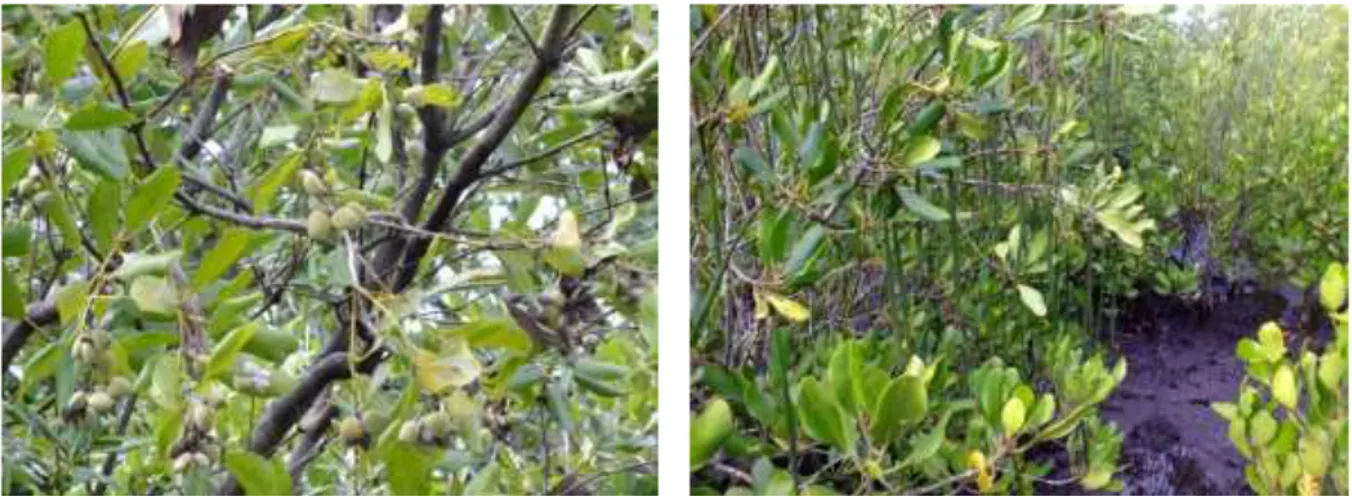 Gambar 3. Buah Avicennia marina  Gambar 4. Buah Ceriops sp 