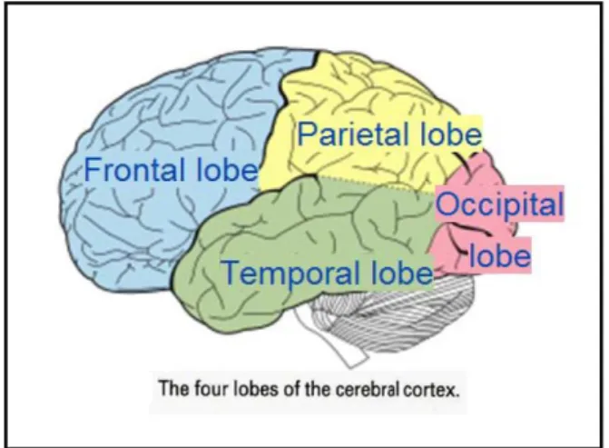 Gambar 1. Lobus pada korteks serebral. 1