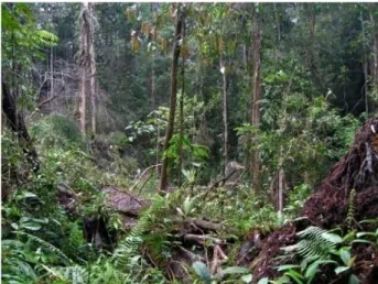 Gambar  14    Pepohonan  yang  tumbang  menyebabkan  lahan  terbuka  dihabitat  Hylobatidae Kawasan Hutan Batang Toru Bagian Barat