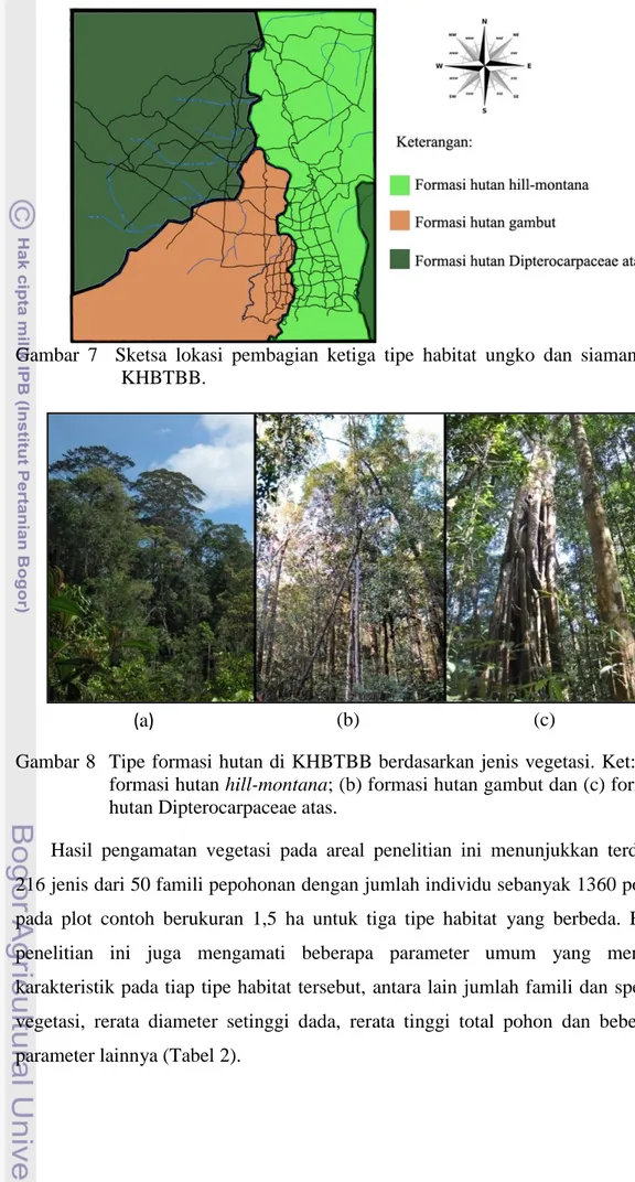 Gambar  7    Sketsa  lokasi  pembagian  ketiga  tipe  habitat  ungko  dan  siamang  di  KHBTBB