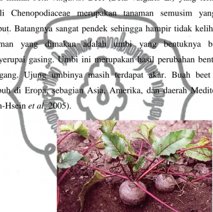 Gambar 2.1 Tanaman beet merah 