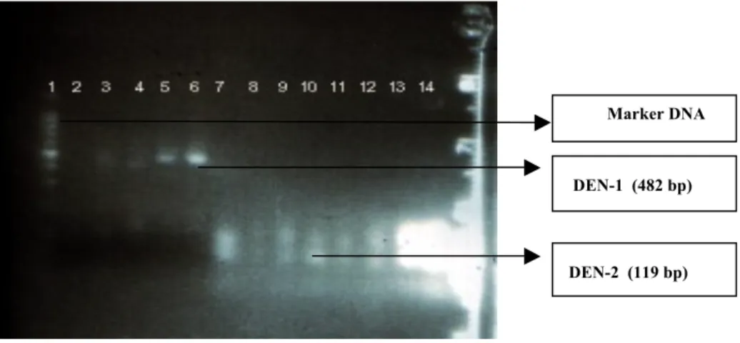 Gambar dibawah ini menunjukkan hasil RT-PCR penderita akut DD/DBD sebagai  berikut: 