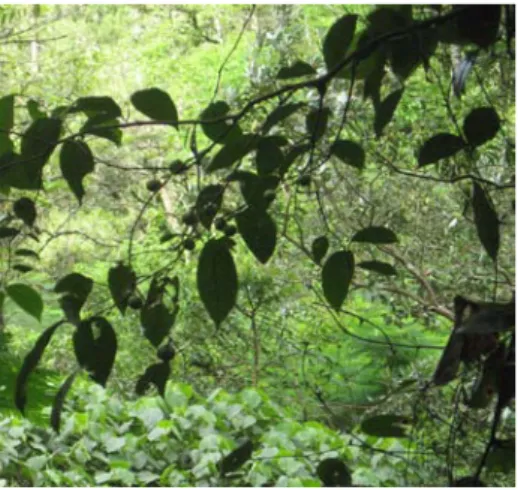Gambar 3  Tumbuhan  pakan monyet ekor panjang  (a) Tembelekan (Lantana camara)   dan (b) Belimbing kosek (Averhoa sp)