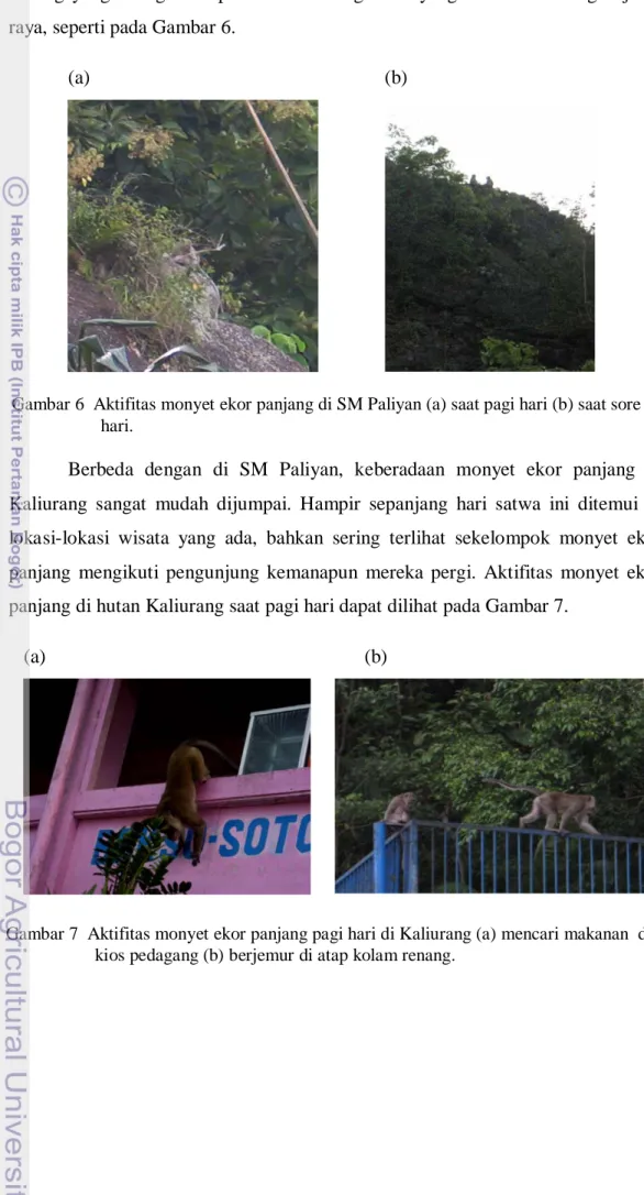 Gambar 6  Aktifitas monyet ekor panjang di SM Paliyan (a) saat pagi hari (b) saat sore  hari