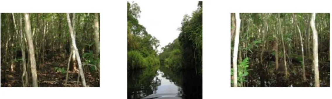 Gambar 6  Kondisi lokasi pengamatan pada habitat hutan rawa sekunder riparian  di Sungai Sekonyer Kanan