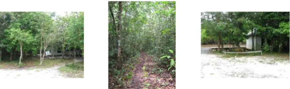 Gambar 8  Kondisi lokasi pengamatan pada hutan campuran di Camp Tanjung    Harapan. 