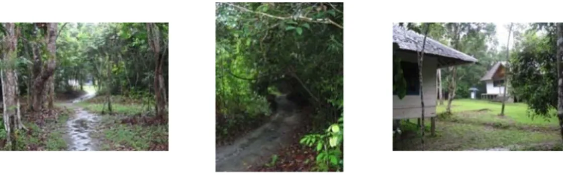 Gambar 9  Kondisi lokasi pengamatan pada hutan campuran di Camp Leakey. 