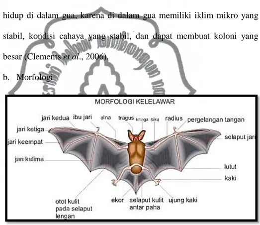 Gambar 1. Morfologi kelelawar (Anonim, 2011) 