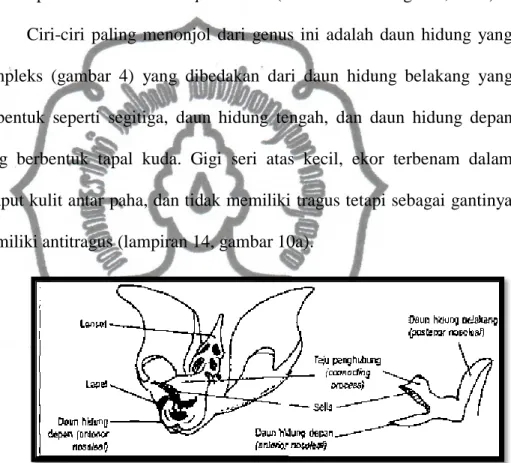 Gambar 4. Hidung yang komplek pada Famili Rhinolophidae  (Suyanto,2001) 