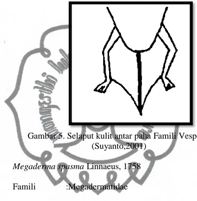 Gambar 5. Selaput kulit antar paha Famili Vespertilionidae  (Suyanto,2001) 